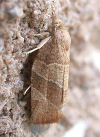 Three-banded Leafroller